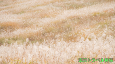 黄金色の絶景！ススキの名所